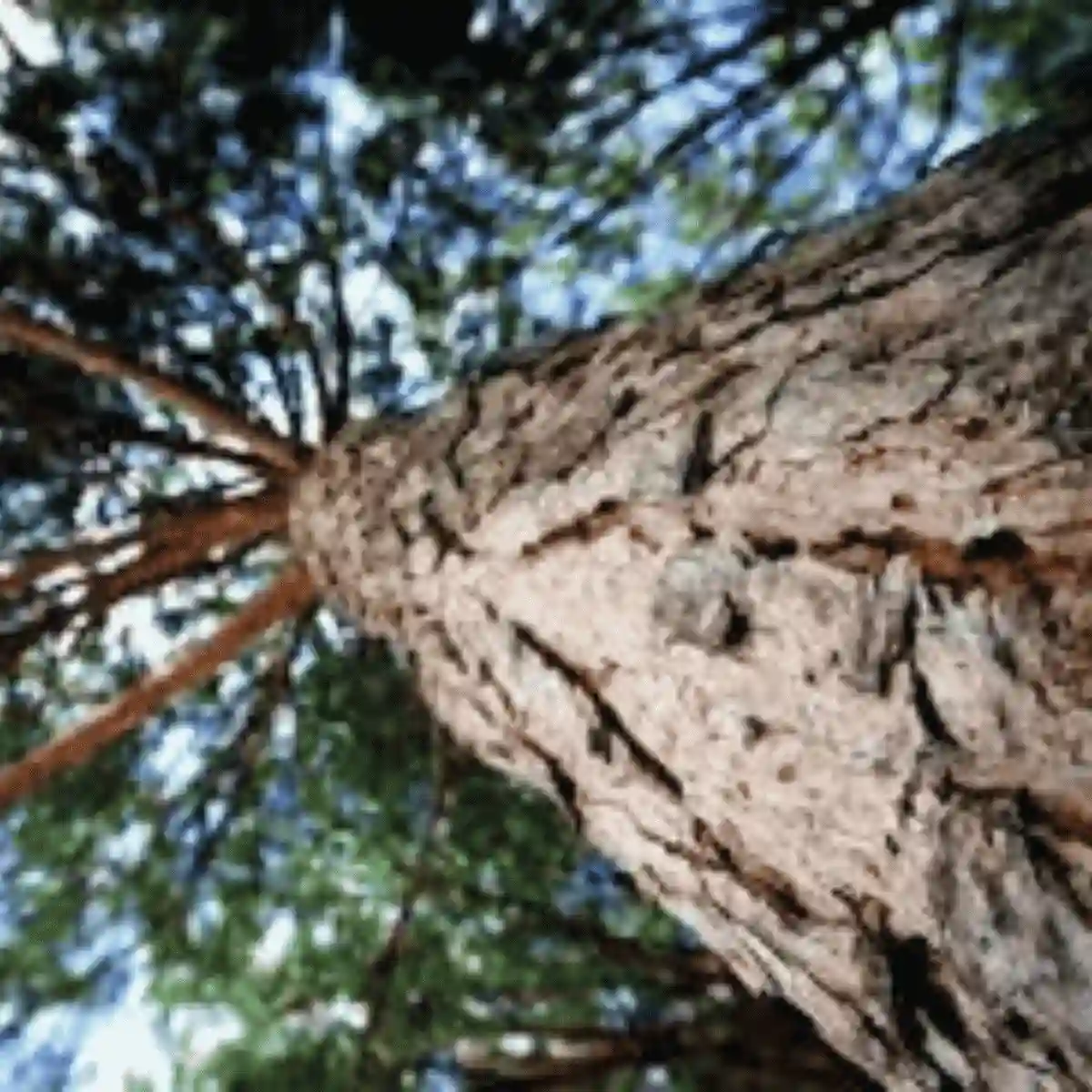 Maritime Pine Bark